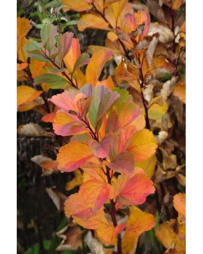 Спірея березолиста Тор | Спирея березолистная Тор | Spiraea betulifolia Tor