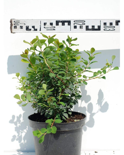 Спірея березолиста Тор | Спирея березолистная Тор | Spiraea betulifolia Tor