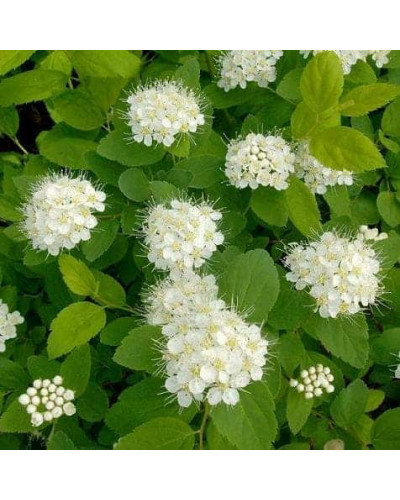 Спірея березолиста Тор | Спирея березолистная Тор | Spiraea betulifolia Tor