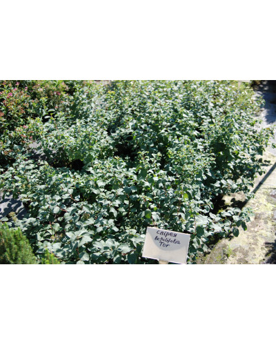 Спірея березолиста Тор | Спирея березолистная Тор | Spiraea betulifolia Tor