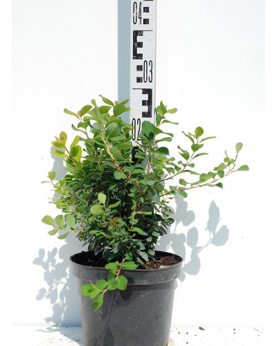 Спірея березолиста Тор | Спирея березолистная Тор | Spiraea betulifolia Tor