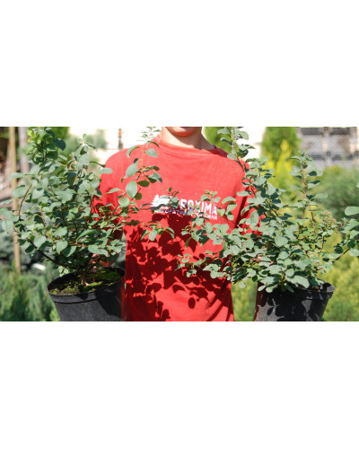 Спірея березолиста Тор | Спирея березолистная Тор | Spiraea betulifolia Tor