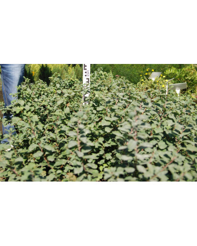Спірея березолиста Тор | Спирея березолистная Тор | Spiraea betulifolia Tor