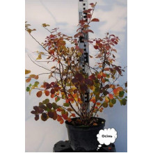 Спірея березолиста Тор | Спирея березолистная Тор | Spiraea betulifolia Tor