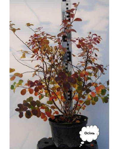 Спірея березолиста Тор | Спирея березолистная Тор | Spiraea betulifolia Tor