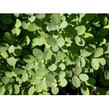 Спірея березолиста Тор | Спирея березолистная Тор | Spiraea betulifolia Tor