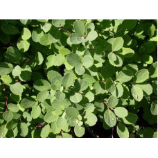 Спірея березолиста Тор | Спирея березолистная Тор | Spiraea betulifolia Tor