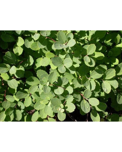 Спірея березолиста Тор | Спирея березолистная Тор | Spiraea betulifolia Tor