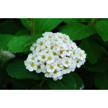 Спірея березолиста Тор | Спирея березолистная Тор | Spiraea betulifolia Tor