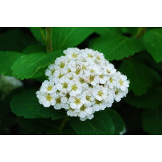 Спірея березолиста Тор | Спирея березолистная Тор | Spiraea betulifolia Tor