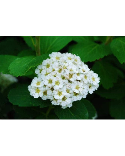 Спірея березолиста Тор | Спирея березолистная Тор | Spiraea betulifolia Tor