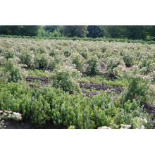 Спірея березолиста Тор | Спирея березолистная Тор | Spiraea betulifolia Tor