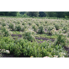 Спірея березолиста Тор | Спирея березолистная Тор | Spiraea betulifolia Tor