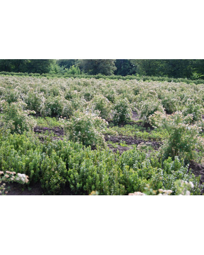 Спірея березолиста Тор | Спирея березолистная Тор | Spiraea betulifolia Tor