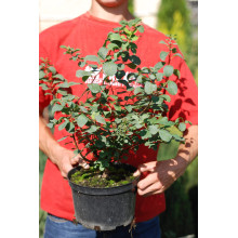 Спірея березолиста Тор | Спирея березолистная Тор | Spiraea betulifolia Tor