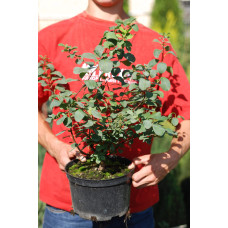 Спірея березолиста Тор | Спирея березолистная Тор | Spiraea betulifolia Tor