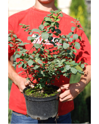 Спірея березолиста Тор | Спирея березолистная Тор | Spiraea betulifolia Tor