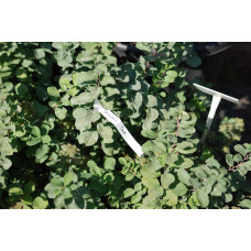 Спірея березолиста Тор | Спирея березолистная Тор | Spiraea betulifolia Tor