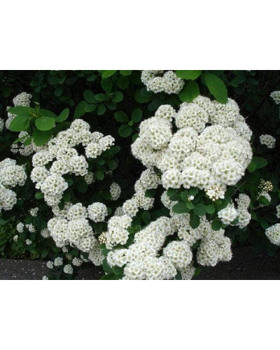 Спірея березолиста Тор | Спирея березолистная Тор | Spiraea betulifolia Tor