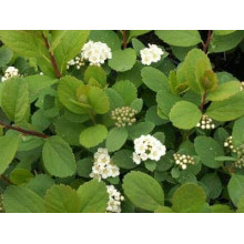 Спірея березолиста Тор | Спирея березолистная Тор | Spiraea betulifolia Tor