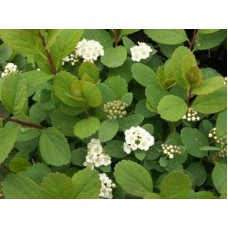 Спірея березолиста Тор | Спирея березолистная Тор | Spiraea betulifolia Tor