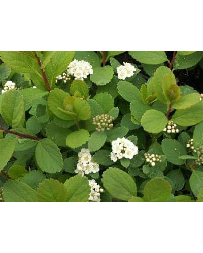 Спірея березолиста Тор | Спирея березолистная Тор | Spiraea betulifolia Tor