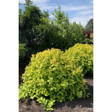 Спірея березолиста Тор Голд | Spiraea betulifolia Tor Gold | Спирея берёзолистная Тор Голд