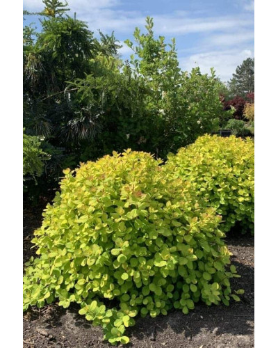 Спірея березолиста Тор Голд | Spiraea betulifolia Tor Gold | Спирея берёзолистная Тор Голд