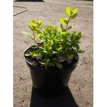 Спірея березолиста Тор Голд | Spiraea betulifolia Tor Gold | Спирея берёзолистная Тор Голд
