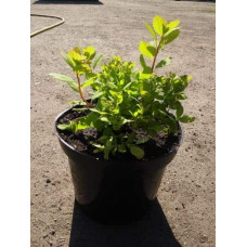 Спірея березолиста Тор Голд | Spiraea betulifolia Tor Gold | Спирея берёзолистная Тор Голд