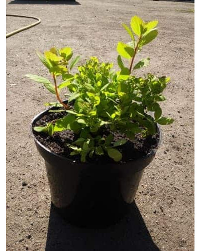 Спірея березолиста Тор Голд | Spiraea betulifolia Tor Gold | Спирея берёзолистная Тор Голд