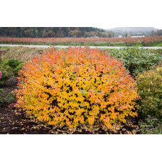 Спірея березолиста Тор Голд | Spiraea betulifolia Tor Gold | Спирея берёзолистная Тор Голд