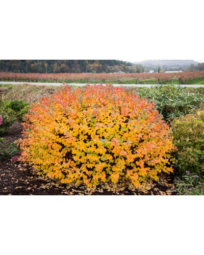 Спірея березолиста Тор Голд | Spiraea betulifolia Tor Gold | Спирея берёзолистная Тор Голд