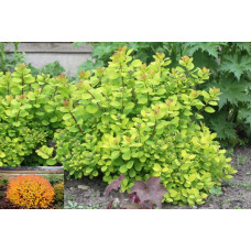 Спірея березолиста Тор Голд | Spiraea betulifolia Tor Gold | Спирея берёзолистная Тор Голд