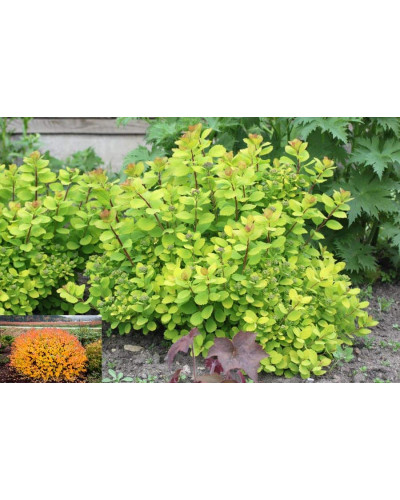 Спірея березолиста Тор Голд | Spiraea betulifolia Tor Gold | Спирея берёзолистная Тор Голд