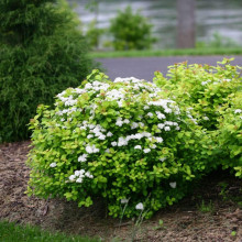 Спірея березолиста Тор Голд | Spiraea betulifolia Tor Gold | Спирея берёзолистная Тор Голд