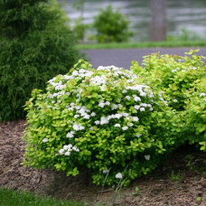 Спірея березолиста Тор Голд | Spiraea betulifolia Tor Gold | Спирея берёзолистная Тор Голд