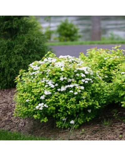 Спірея березолиста Тор Голд | Spiraea betulifolia Tor Gold | Спирея берёзолистная Тор Голд