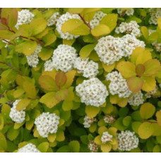 Спірея березолиста Тор Голд | Spiraea betulifolia Tor Gold | Спирея берёзолистная Тор Голд