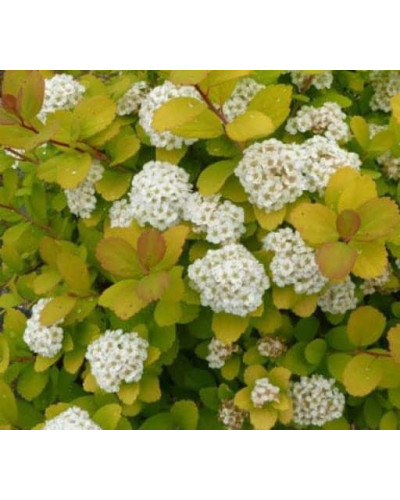 Спірея березолиста Тор Голд | Spiraea betulifolia Tor Gold | Спирея берёзолистная Тор Голд