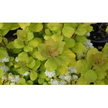 Спірея березолиста Тор Голд | Spiraea betulifolia Tor Gold | Спирея берёзолистная Тор Голд