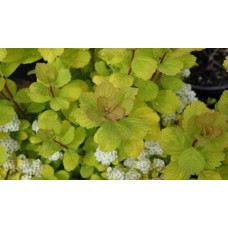 Спірея березолиста Тор Голд | Spiraea betulifolia Tor Gold | Спирея берёзолистная Тор Голд