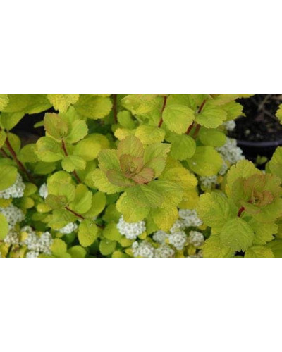 Спірея березолиста Тор Голд | Spiraea betulifolia Tor Gold | Спирея берёзолистная Тор Голд