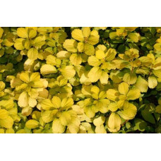 Спірея березолиста Тор Голд | Spiraea betulifolia Tor Gold | Спирея берёзолистная Тор Голд