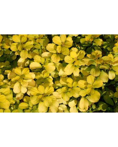 Спірея березолиста Тор Голд | Spiraea betulifolia Tor Gold | Спирея берёзолистная Тор Голд