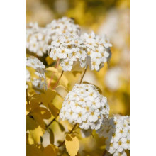 Спірея Вангутта Голд Фонтейн | Спирея Вангутта Голд Фонтейн | Spiraea vanhouttei Gold Fontain