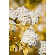 Спірея Вангутта Голд Фонтейн | Спирея Вангутта Голд Фонтейн | Spiraea vanhouttei Gold Fontain