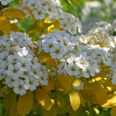 Спірея Вангутта Голд Фонтейн | Спирея Вангутта Голд Фонтейн | Spiraea vanhouttei Gold Fontain