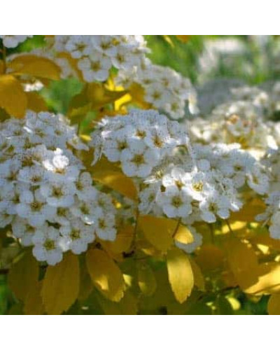 Спірея Вангутта Голд Фонтейн | Спирея Вангутта Голд Фонтейн | Spiraea vanhouttei Gold Fontain