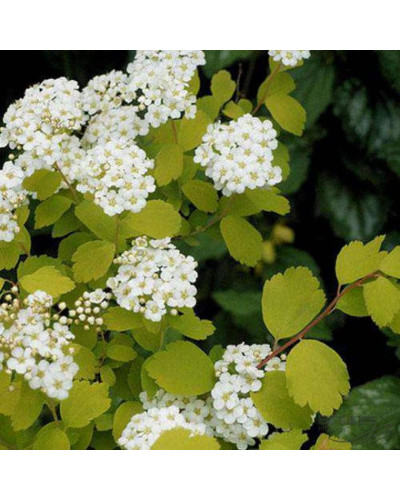 Спірея Вангутта Голд Фонтейн | Спирея Вангутта Голд Фонтейн | Spiraea vanhouttei Gold Fontain